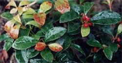 Gaultheria procumbens — photo 2